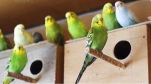 גידול תוכים בבית גידול תוכים בבית - כמה זה קשה?