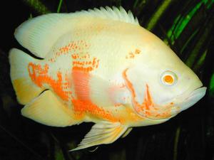 איך להאכיל את האסטרונוטוס