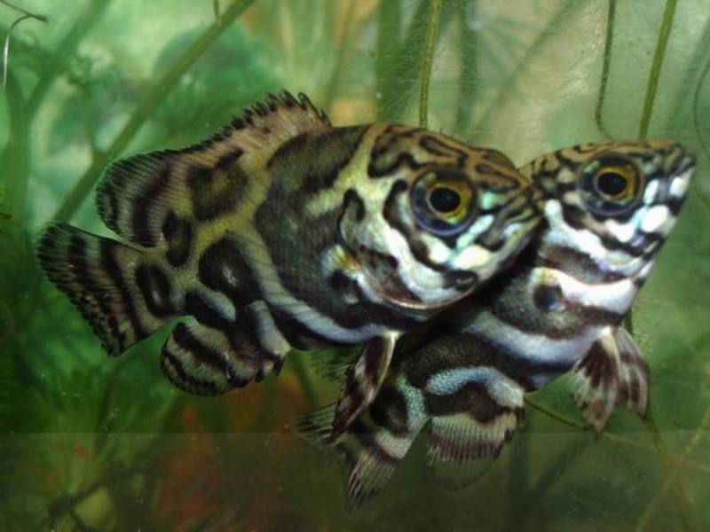 אסטרונוטוס וזניו