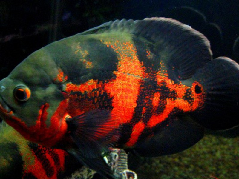 איך לשמור על אסטרונוטוס