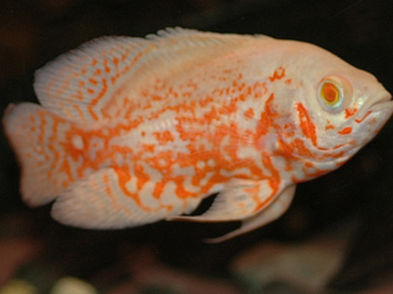 אסטרונוטוס באקווריום