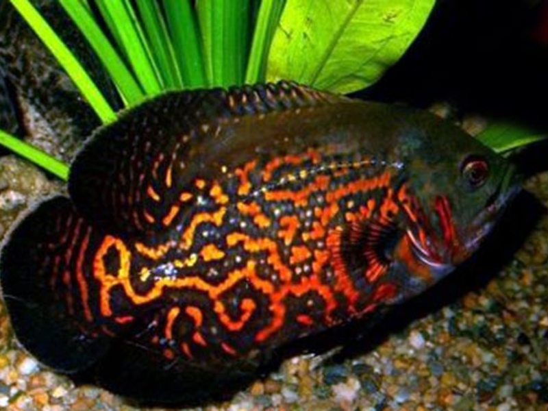 במה אתם מאכילים את האסטרונוטוס?