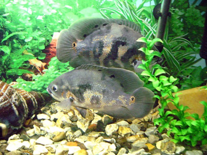 הדג הפופולרי, האסטרונוטוס