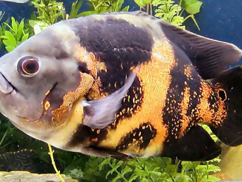 דג אסטרונוטוס