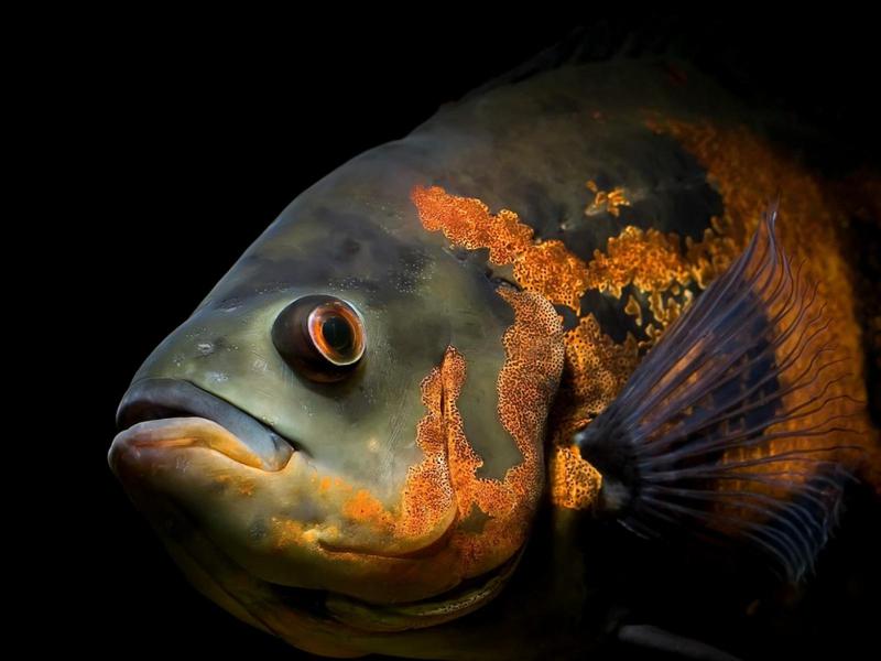 הדג הפופולרי, האסטרונוטוס