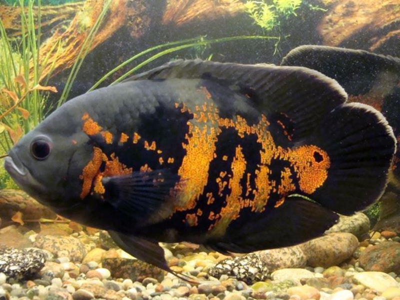 מיני דגים אסטרונוטוס