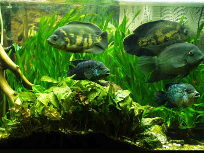 דג אסטרונוטוס