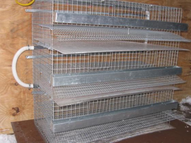 גידול תרנגולות בכלובים - איך ליצור חוות עופות מיניאטורית משלכם.