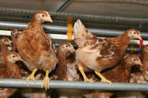 מטילות פרגיות