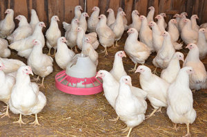 תרנגולות מטילות - הבדלים מתרנגולות בוגרות