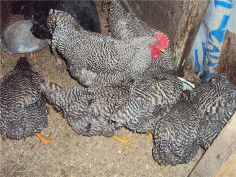 תרנגולות גדולות של פלימות' רוק