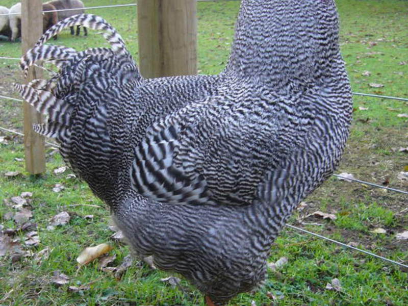 צבע של תרנגולות