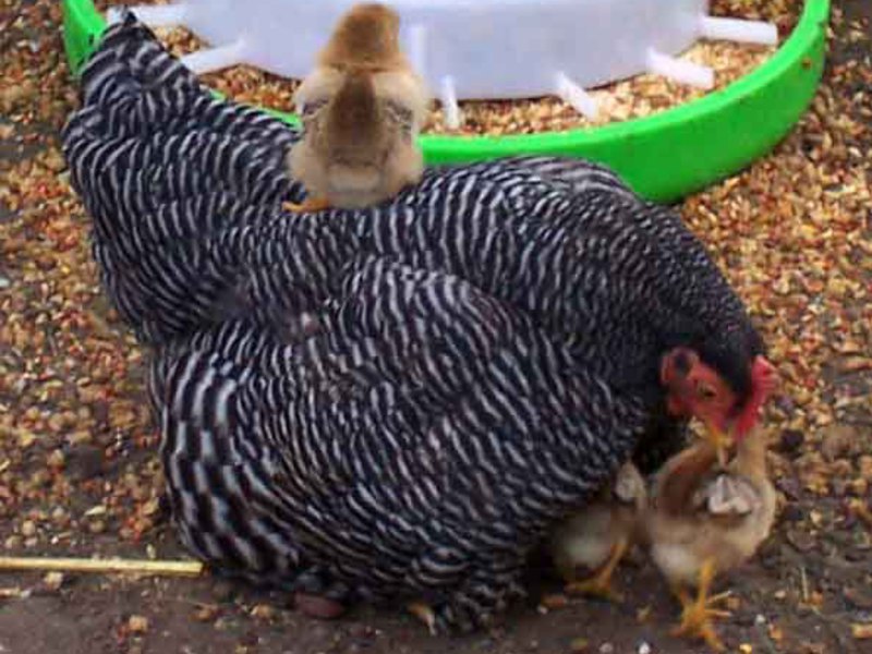 מה מיוחד בתרנגולות פלימות' רוק?