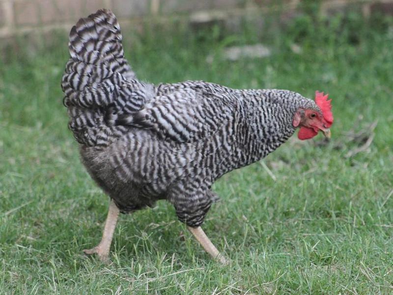 רבייה של פלימות' רוקס