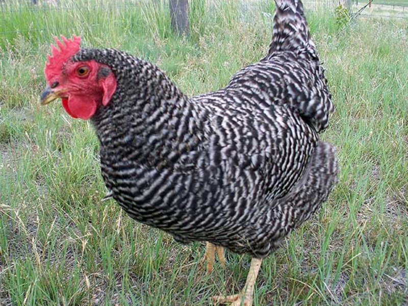 תרנגולות מפוספסות של פלימות' רוק