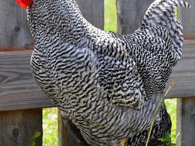 איך להאכיל כראוי תרנגולות פלימות' רוק