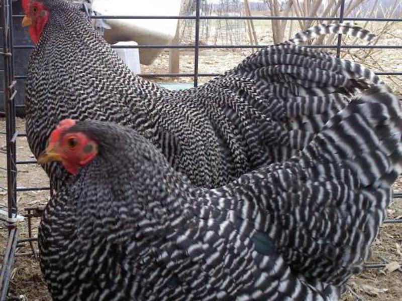 תרנגולות פלימטרוק מפוספסות