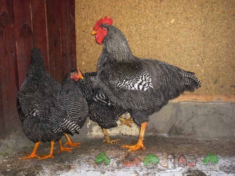 תיאור גזעי תרנגולות