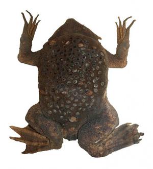 פיפס סורינאמי