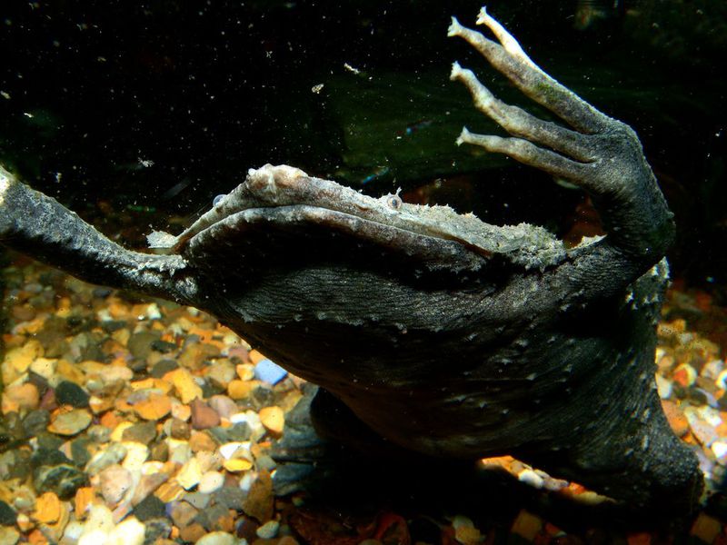 תיאור קרפדת הפיפה