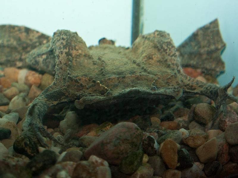 סורינאם פיפה