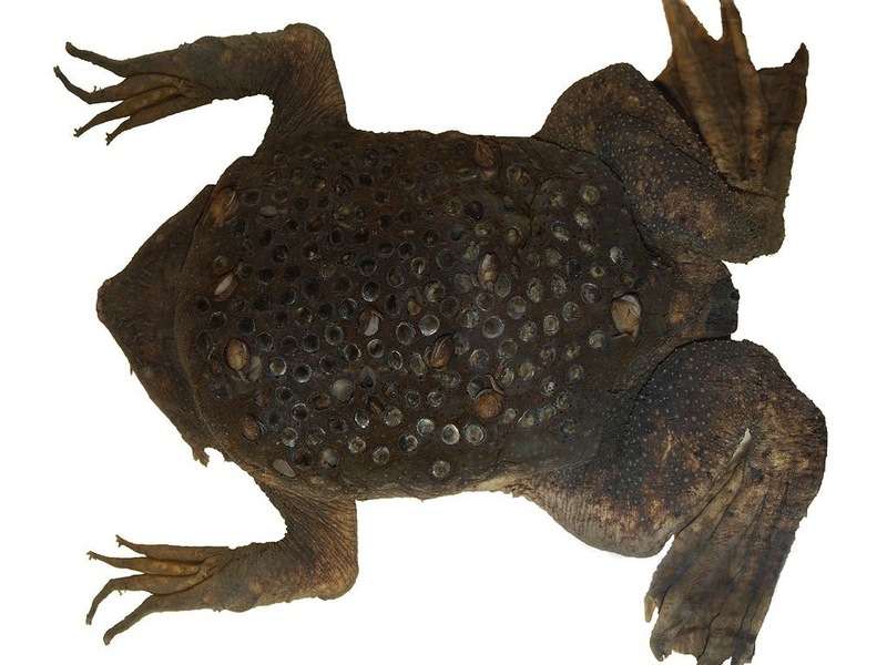 מה אוכלת הפיפה הסורינמית?