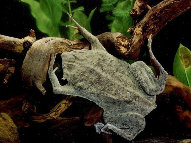 תיאור הפיפה