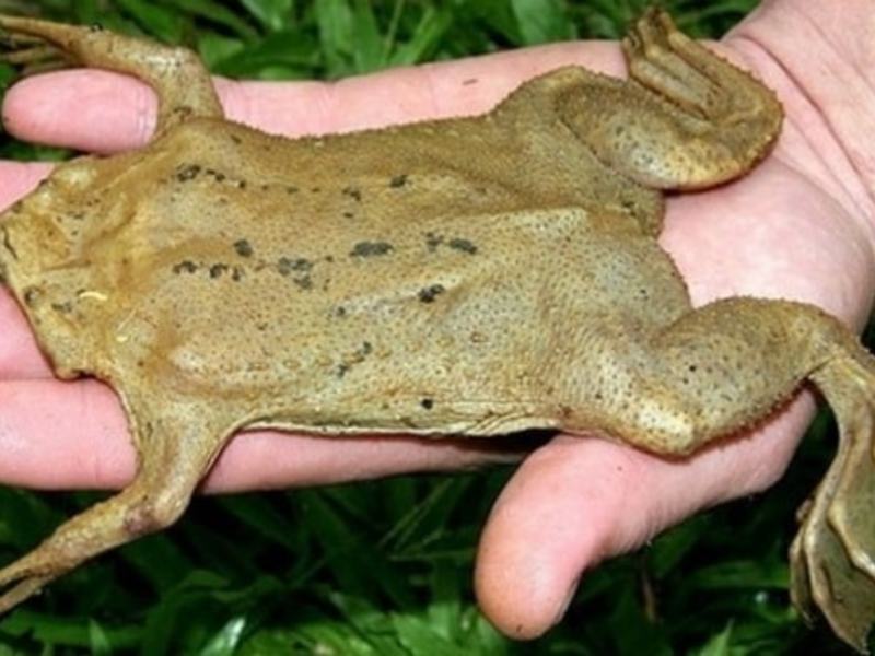 מה להאכיל את הסורינמסקוב פיפו