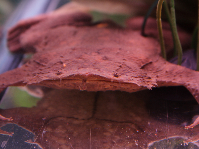 הופעתה של הפיפה הסורינמית