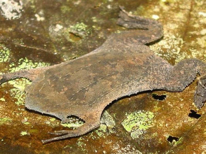 סגנון החיים של פיפה