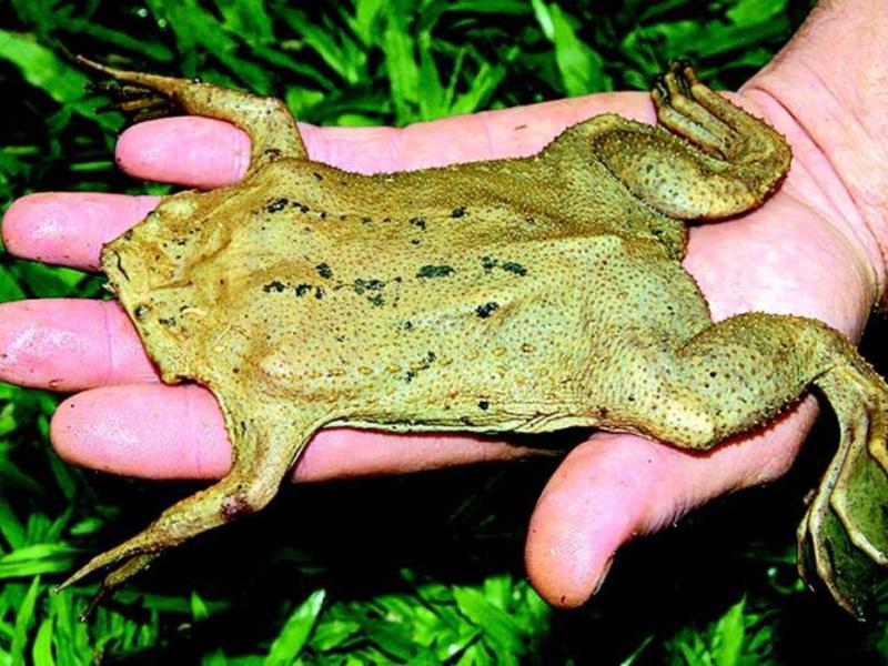 כיצד פיפה מתרבה?