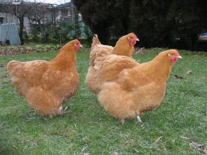 מאפייני תרנגולות אורפינגטון