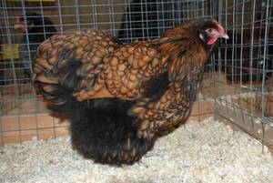 מה להאכיל אורפינגטון