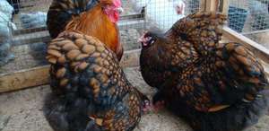 המראה של תרנגולות