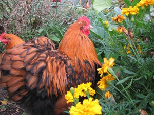 תרנגולות אורפינגטון: תיאור גזע ותמונות