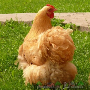 תרנגולות מיוחדות