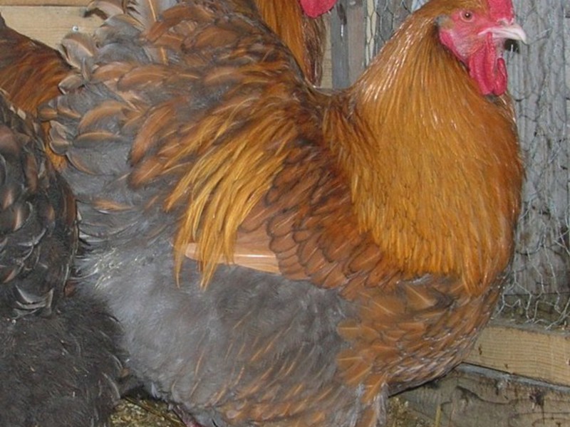 מראה תרנגולות ותרנגולים אורפינגטון