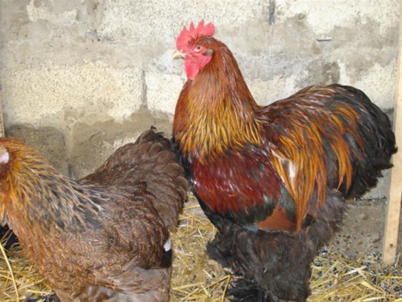 גידול תרנגולות אורפינגטון