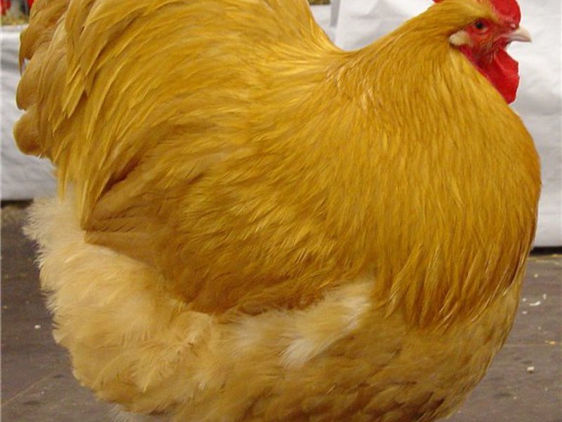 גזע תרנגולות אורפינגטון