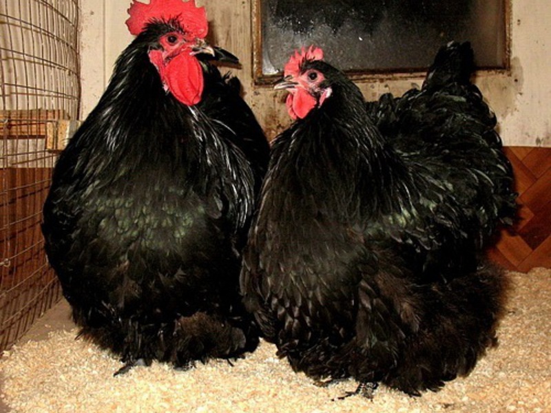 תזונת עוף אורפינגטון