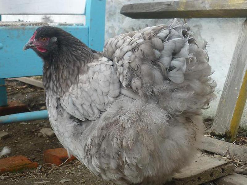 האכלת תרנגולות אורפינגטון