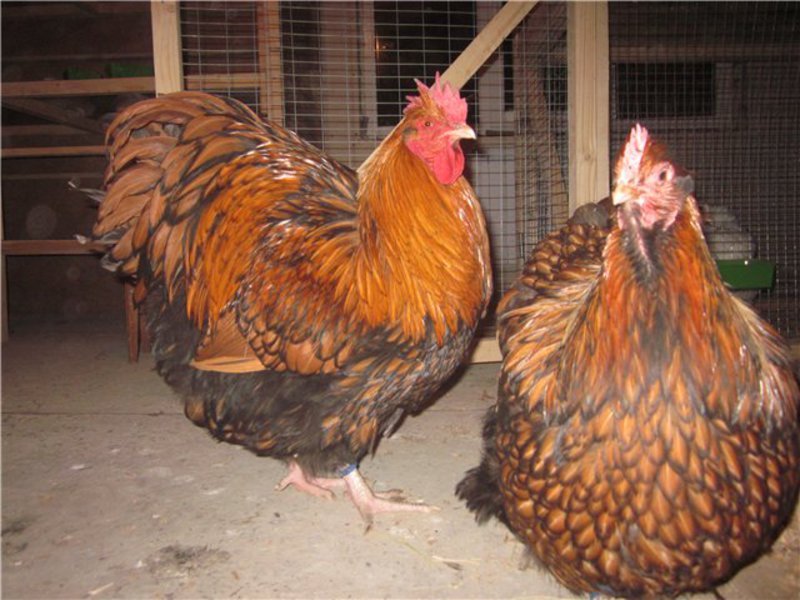 גזע תרנגולות אורפינגטון