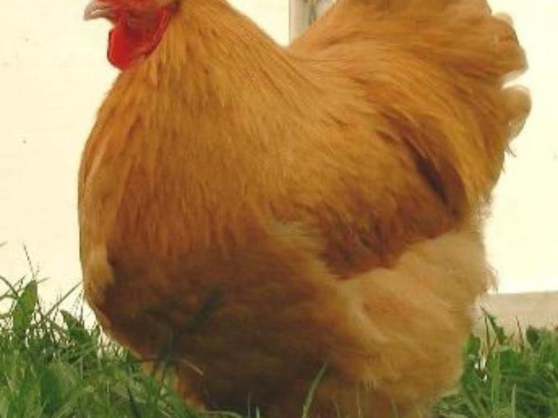 מה מיוחד בגזע התרנגולות הזה?