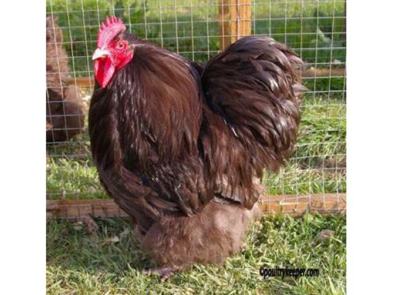 מאפיינים ייחודיים של תרנגולות אורפינגטון