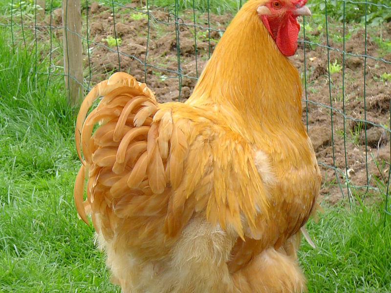 מראה עוף אורפינגטון