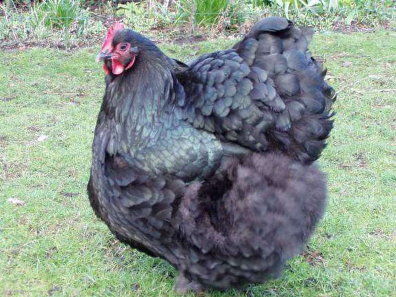 איך לגדל תרנגולות