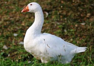 נוצות האווז של לינדה