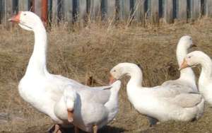 האכלת לינדה אווזים