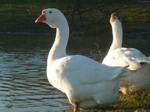 תזונה של גזע אווז לינדה מה אוכלת אווזת לינדה?
