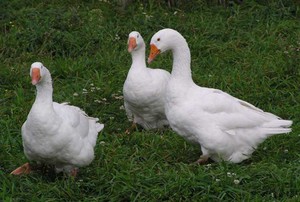 כללים לגידול אווזים לינדה אוזלינגס